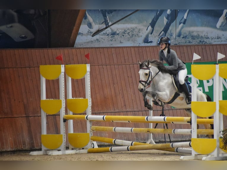 Classic Pony Mix Wallach 8 Jahre Falbe in A Coruña