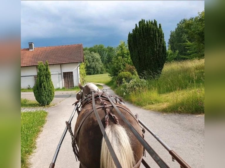 Classic Pony Wallach 9 Jahre 114 cm Dunkelfuchs in Freilassing