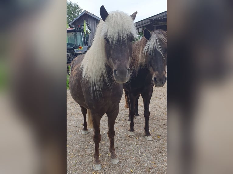 Classic Pony Wallach 9 Jahre 114 cm Dunkelfuchs in Freilassing