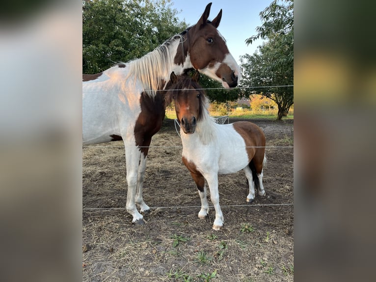 Classic Pony Mix Wallach 9 Jahre 114 cm Schecke in Karlshagen