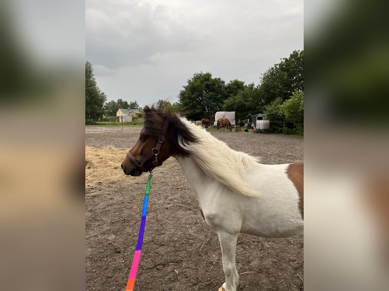 Classic Pony Mix Wallach 9 Jahre 114 cm Schecke in Karlshagen