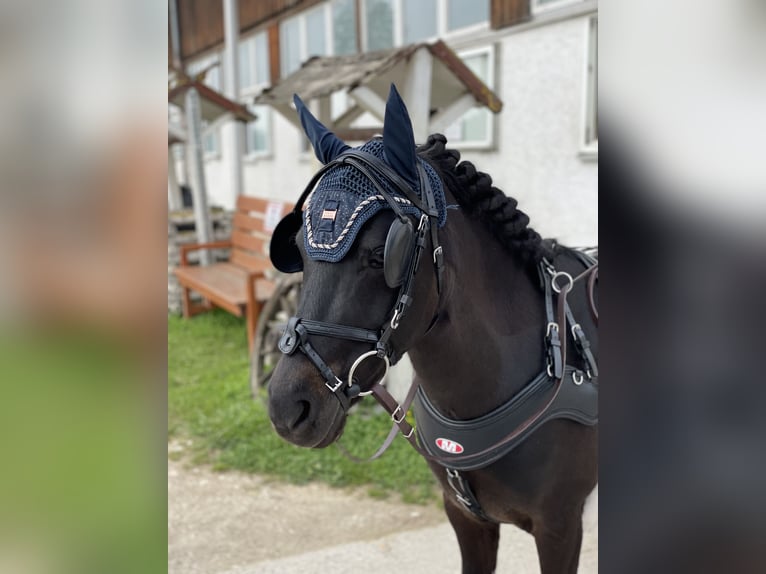 Classic Pony Wallach 9 Jahre 117 cm Dunkelbrauner in Giengen an der Brenz