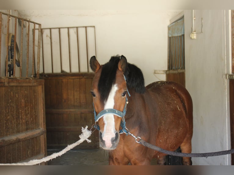 Classic Pony Mix Wallach 9 Jahre 125 cm Hellbrauner in Argentona