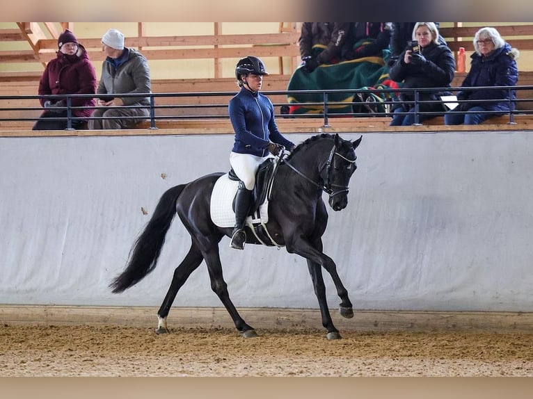 Classic Pony Wallach 9 Jahre 144 cm Rappe in Västerås
