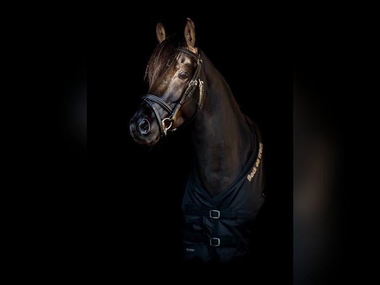 Classic Pony Wallach 9 Jahre 144 cm Rappe in Västerås