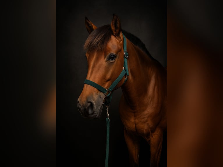 Classic Pony Wallach 9 Jahre 145 cm Brauner in Sa Font Seca/La Font Seca