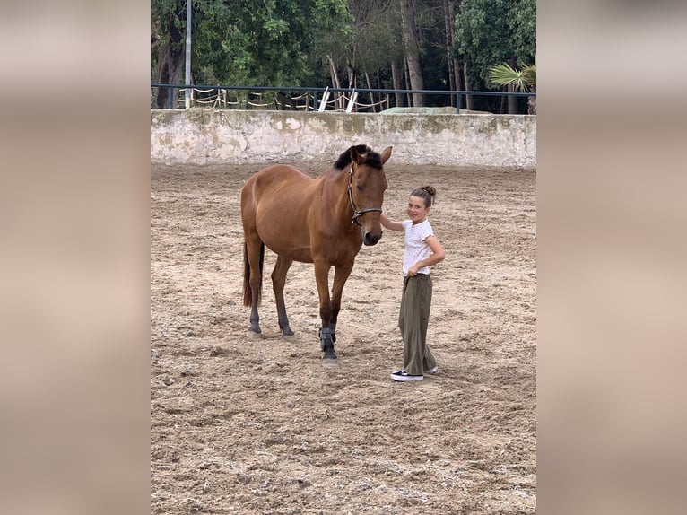 Classic Pony Wallach 9 Jahre 145 cm Brauner in Sa Font Seca/La Font Seca