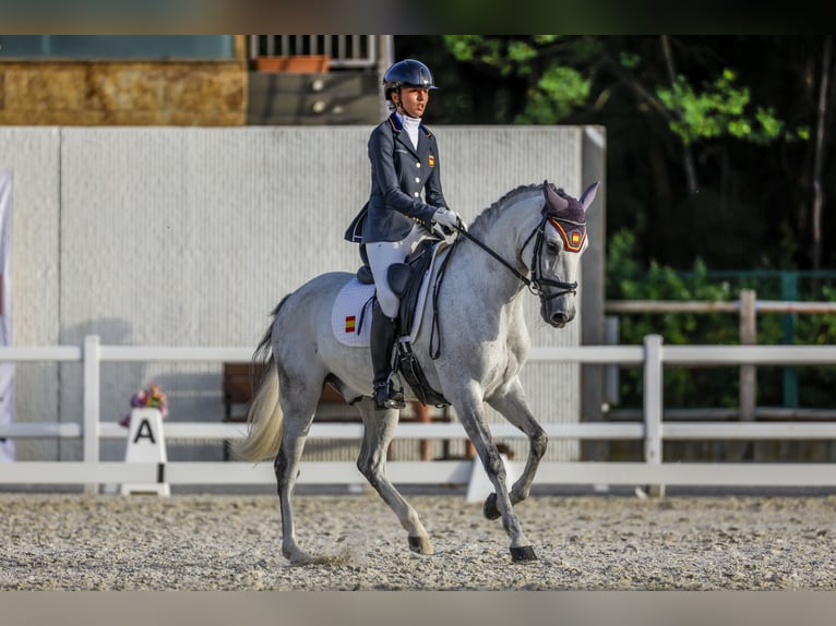 Classic Pony Wallach 9 Jahre 149 cm Schimmel in Castalla
