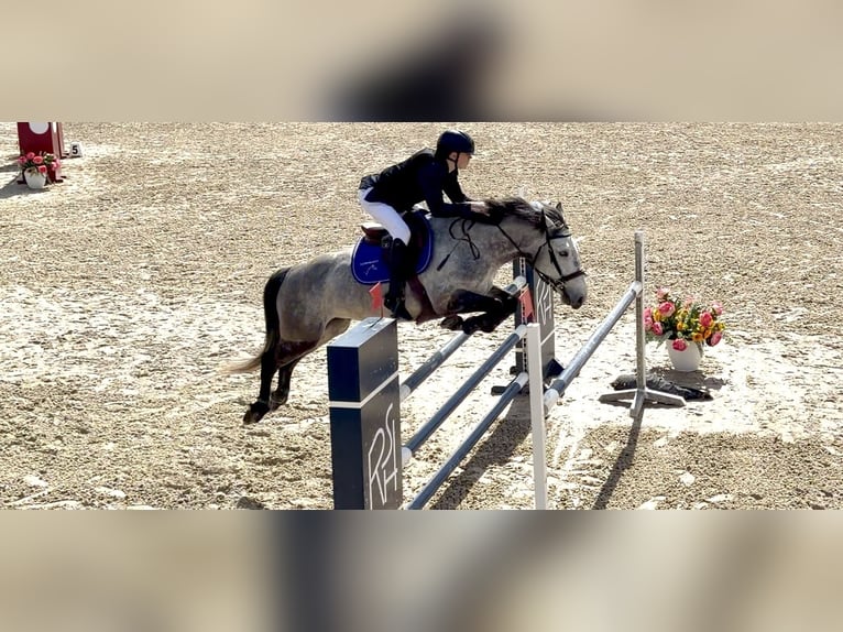 Classic Pony Wallach 9 Jahre 149 cm Schimmel in Ballancourt-sur-Essonne