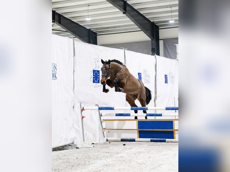 Classic Verdi K Cavallo sportivo polacco Stallone Baio in Majewo