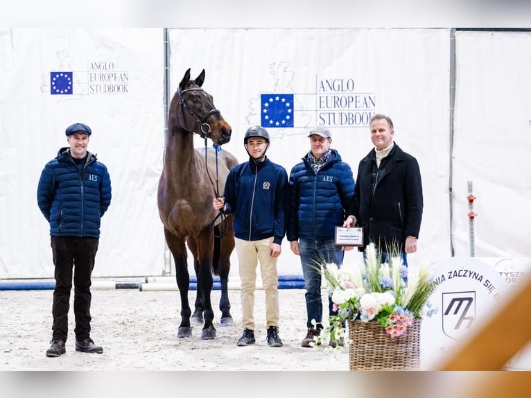 Classic Verdi K Polish sport horse Stallion Brown in Majewo