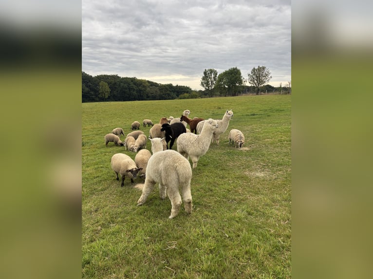 7 Alpakas 5 Wallache und 2 Stuten 
