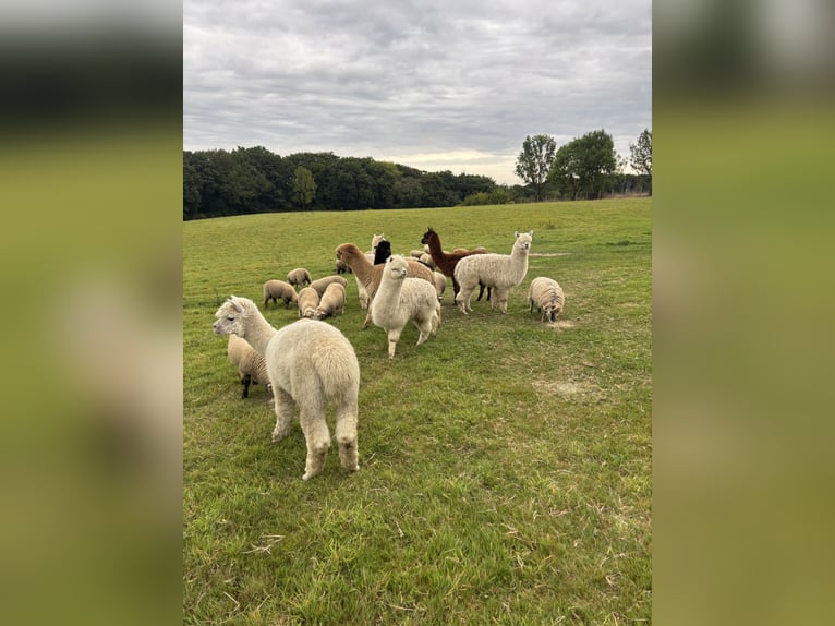 7 Alpakas 5 Wallache und 2 Stuten 