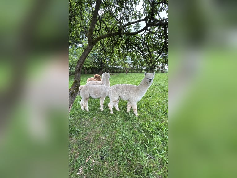 7 Alpakas 5 Wallache und 2 Stuten 