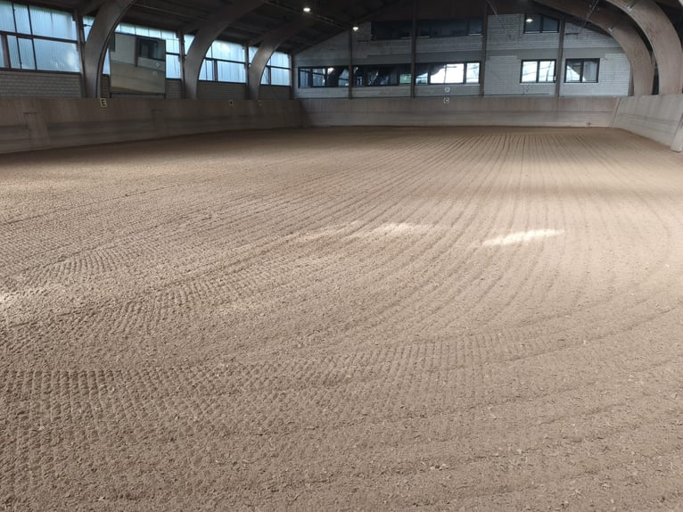 Riding arena / Indoor arena surface