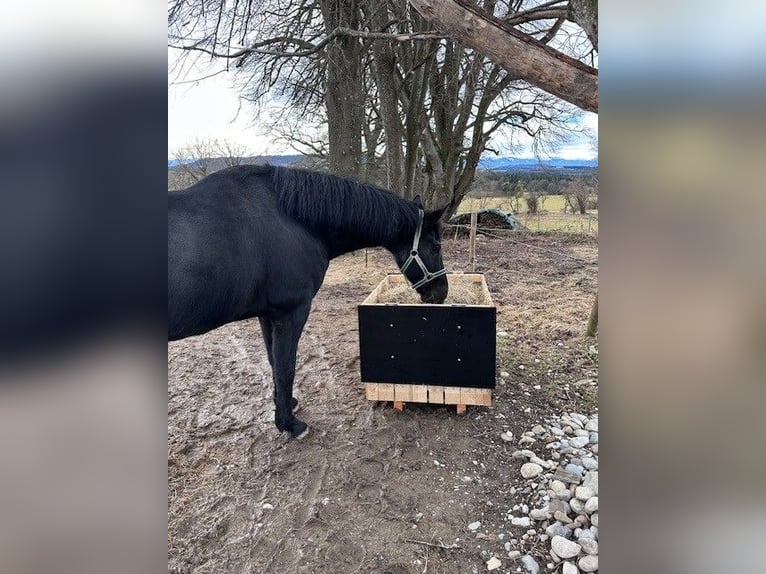 Hay rack with or without lid