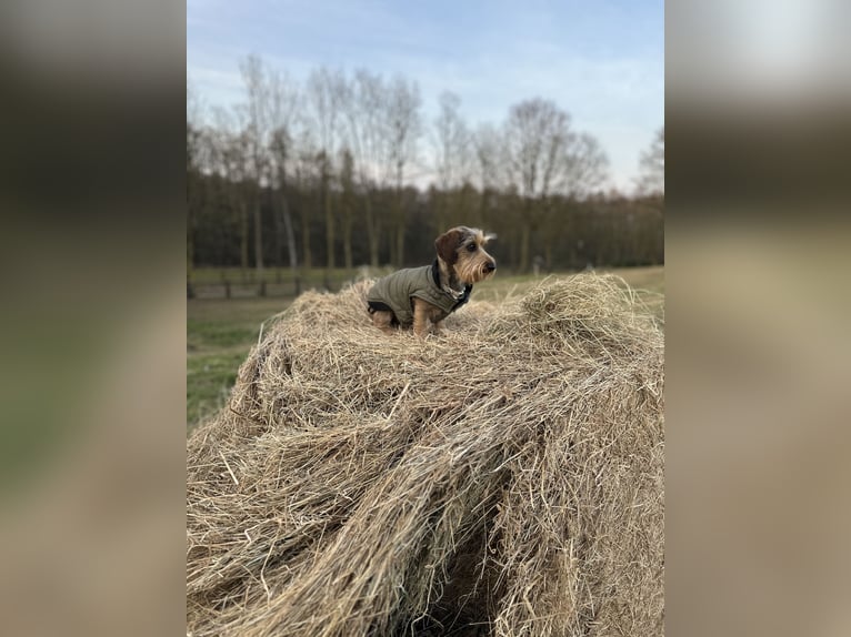 Heurundballen 2025 Heurundballen 2025