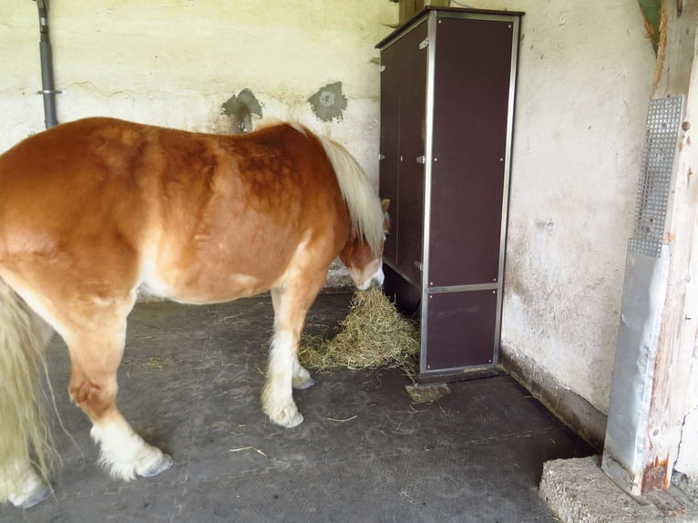 New automatic hay feeder with 4 compartments – the portion rack