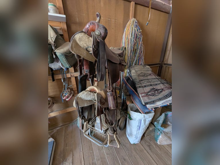 2 Quarter Horses and ALL the equipment you need