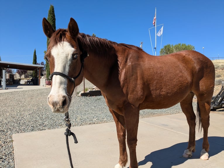 2 Quarter Horses and ALL the equipment you need