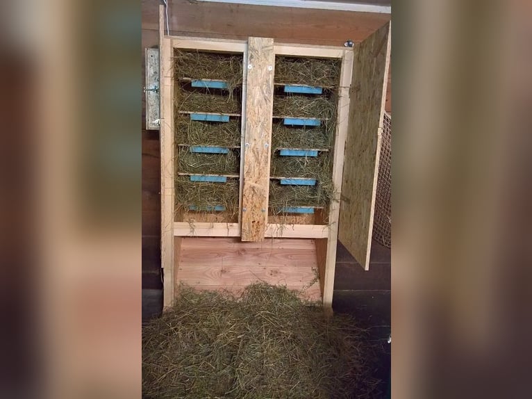 Ich baue Futterautomaten für Pferde und Ponys