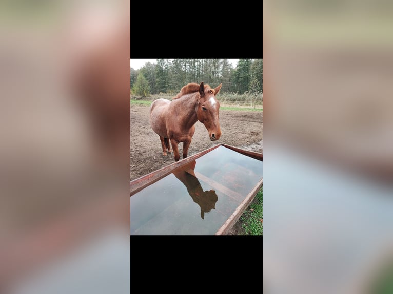 Water Trough / Horse Drinking Trough