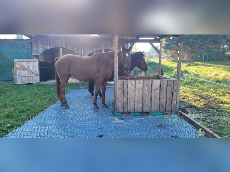 For sale: paddock mats and paddock slabs without substructure.