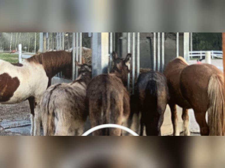 INNOVATIVE FUTTERMACHINE aus Finnland 