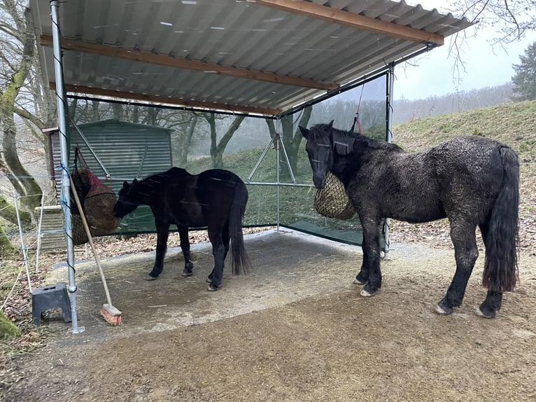 Shelter for pasture or paddock, suitable for summer and winter