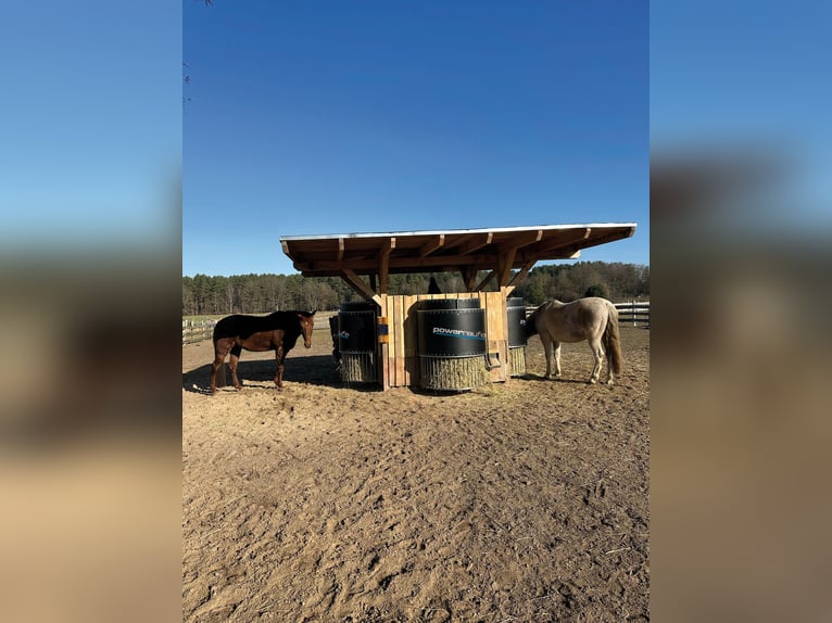 New time-controlled hay rack with optimal H²O – power feeder capable of holding up to 30 kg of hay
