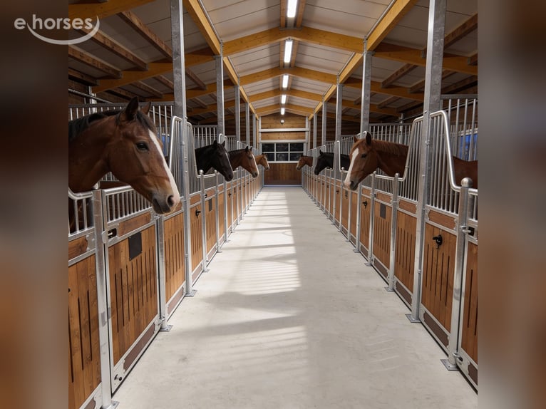 Buy Horse Stalls – Stall Fronts, Partition Walls & Indoor Stalls for Horses