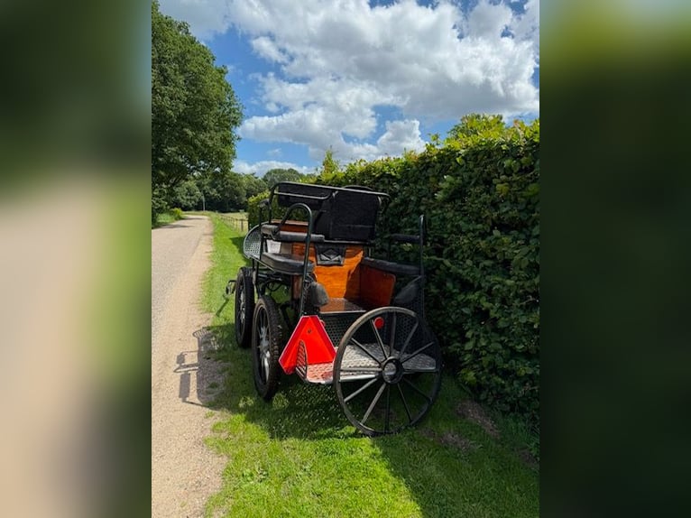 FOR SALE: MARATHON HORSE