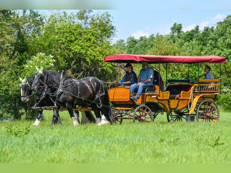 Carriage Picnic Wagon