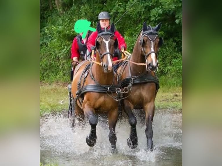 Hansmeier Marathon Cart, Carriage, Two-Horse Team, Training Wagon