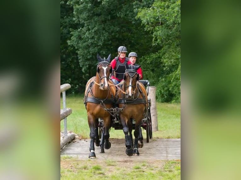 Hansmeier Marathon Cart, Carriage, Two-Horse Team, Training Wagon