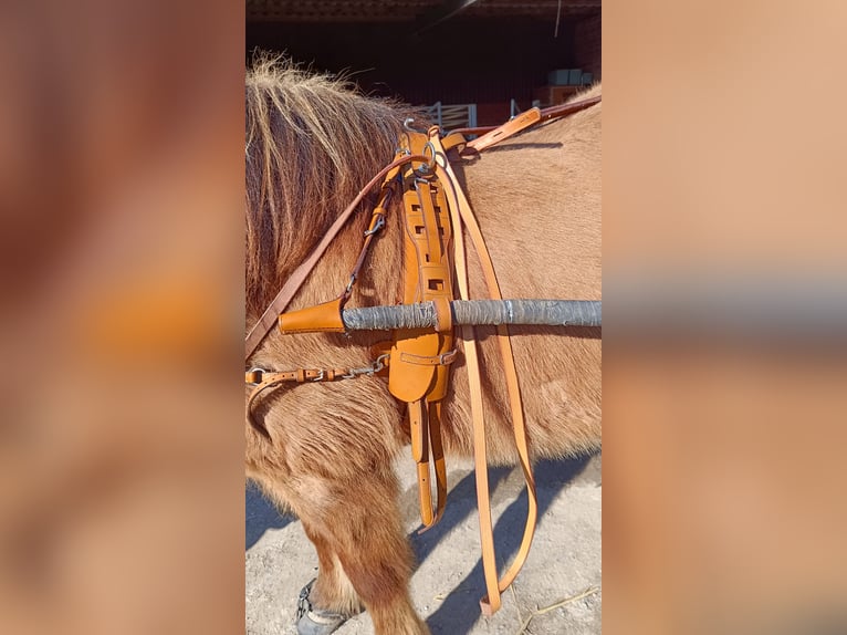 Sulky including harness