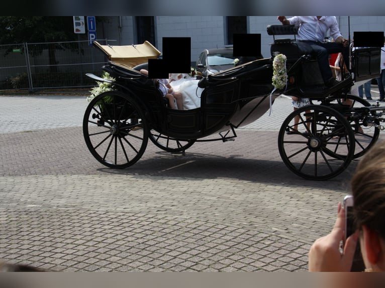 Landauer Horse Carriage, Grand Luxe Coach