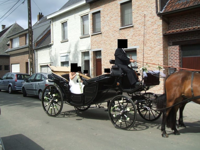 Landauer Horse Carriage, Grand Luxe Coach