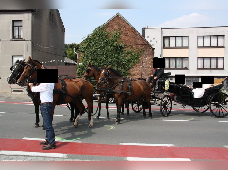Landauer Horse Carriage, Grand Luxe Coach