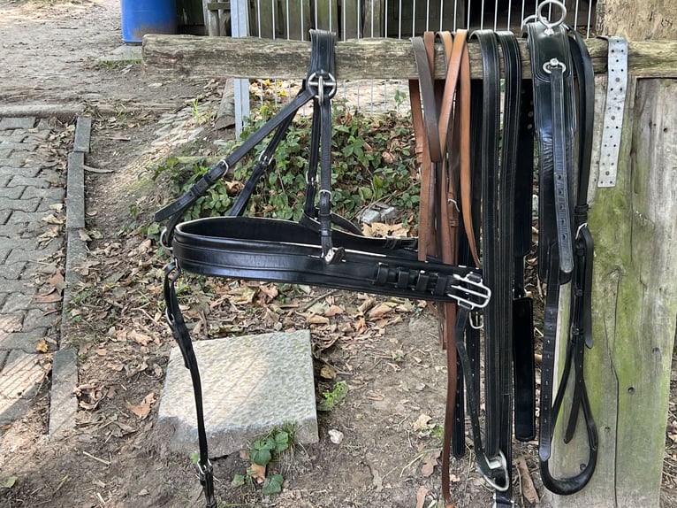 2-Spänner Brustblattgeschirr Leder für WB komplett