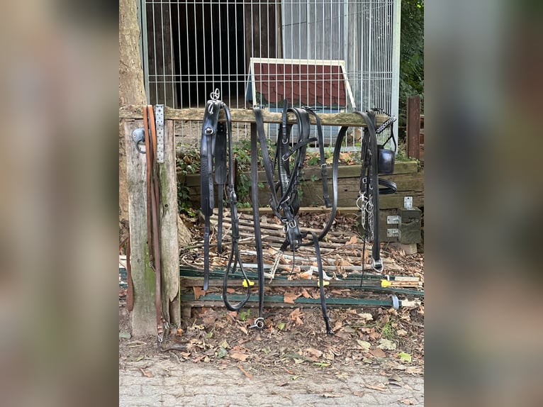 2-Spänner Brustblattgeschirr Leder für WB komplett