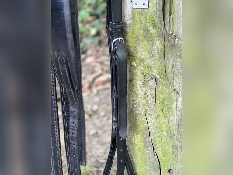 2-Spänner Brustblattgeschirr Leder für WB komplett