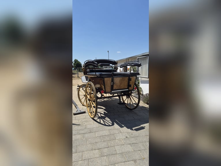 Wagonette for Large Horses