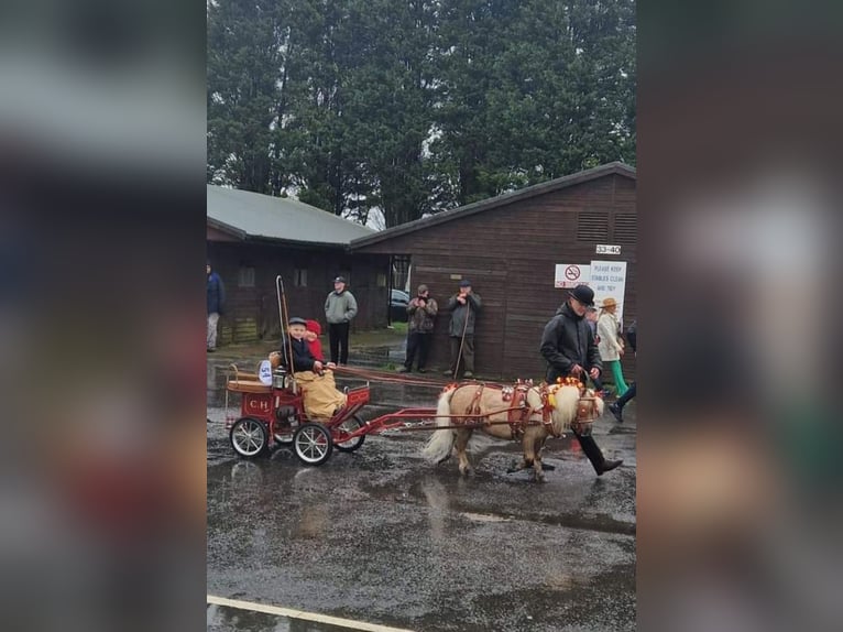 Pony Carriage Type 122  
Weight: 88 kg  
Track Width: 90 cm  
Wheels: 12" x 12"