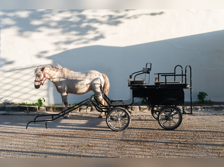 Pony Kutsche