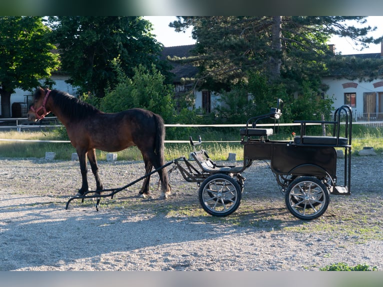 Pony Kutsche