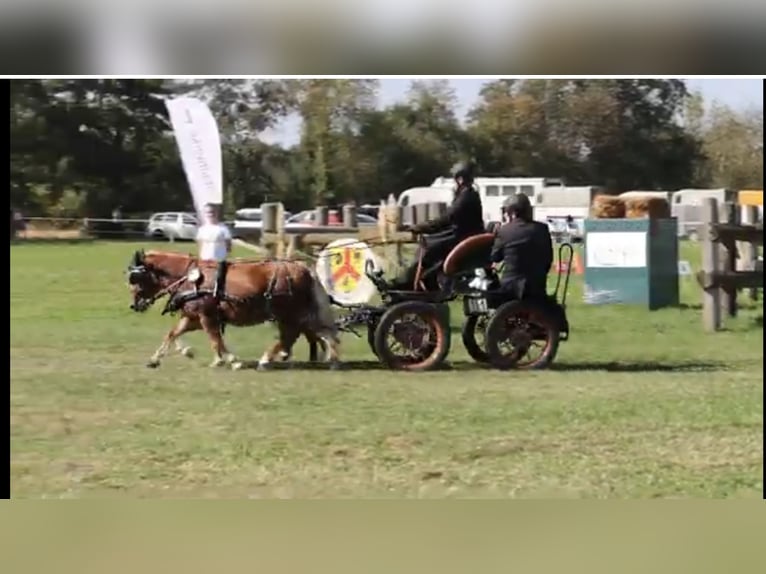 Shetty Welsh driving pony for marathon and carriage riding