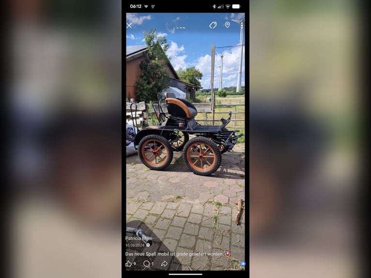 Shetty Welsh driving pony for marathon and carriage riding