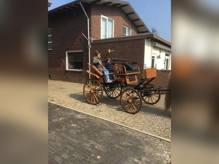 Beautiful wagonette-style carriage, suitable for hunting.