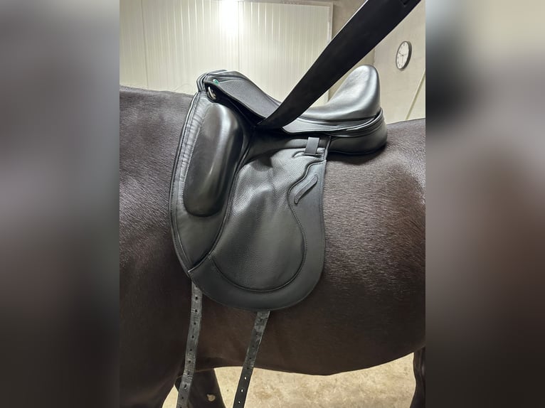 Envy Motion 17-inch dressage saddle